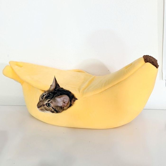 A different reviewer's cat curled up in the bed