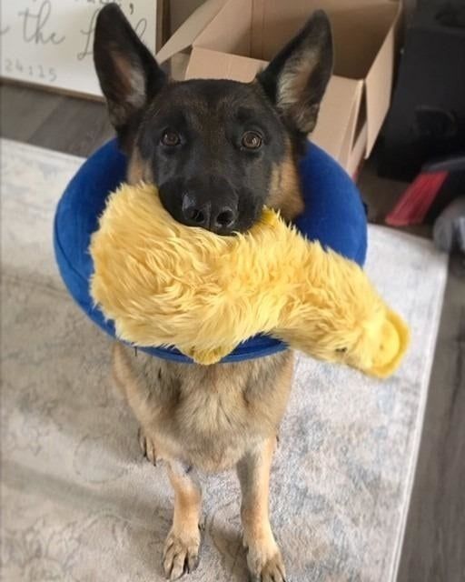 A German shepherd proudly holding the yellow duck in its mouth.