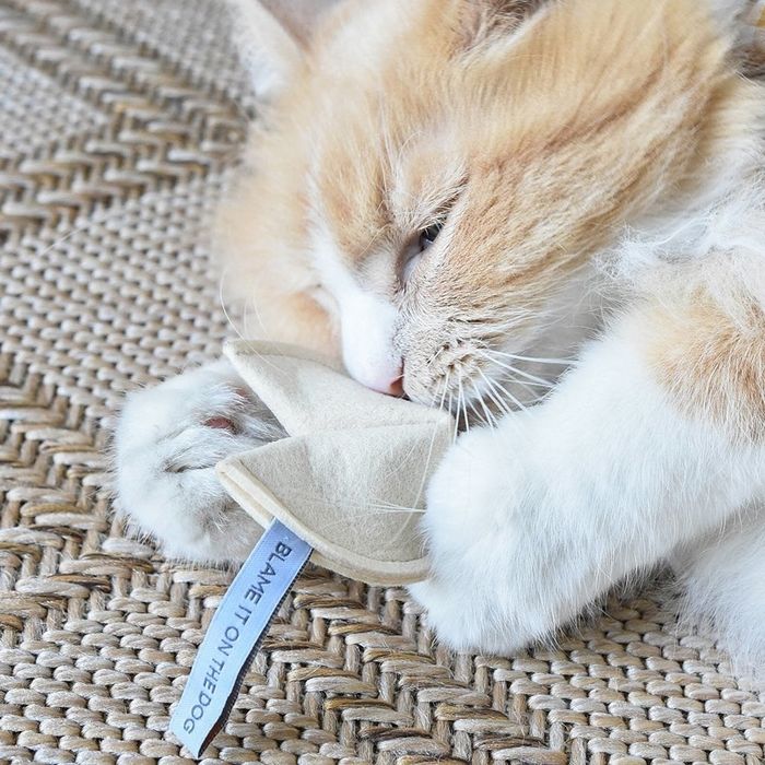 A cat engaging with the fortune cookie-shaped toy