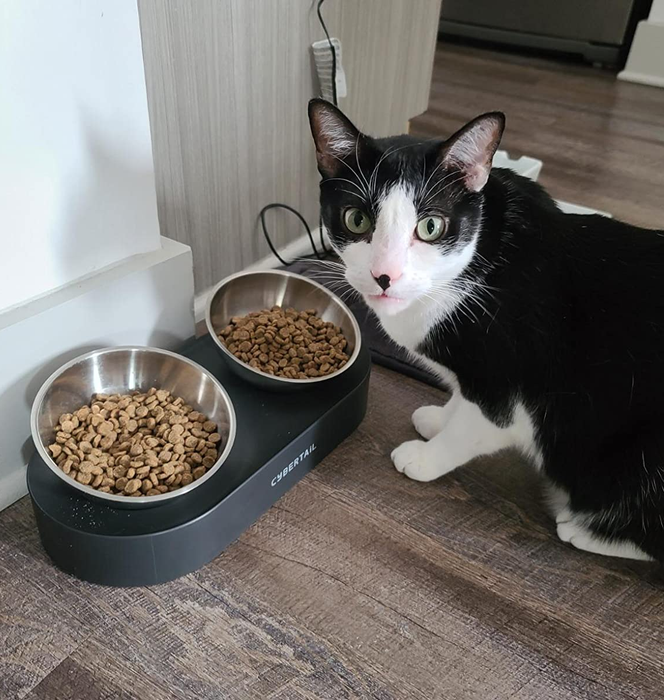 The gray set of elevated cat bowls filled with food, placed beside a cat from the reviewer's household.