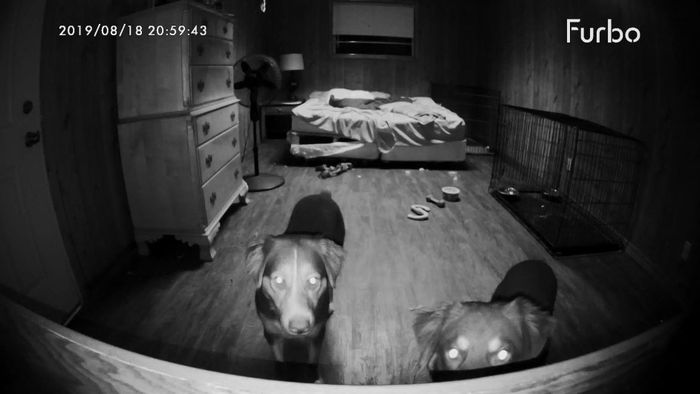 A photo of a reviewer’s two dogs gazing into the Furbo camera at night.