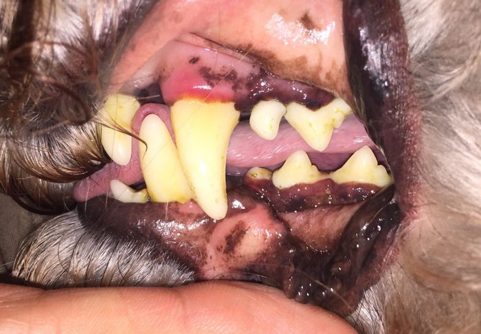 Before photo showing a dog's yellow tooth and inflamed gum