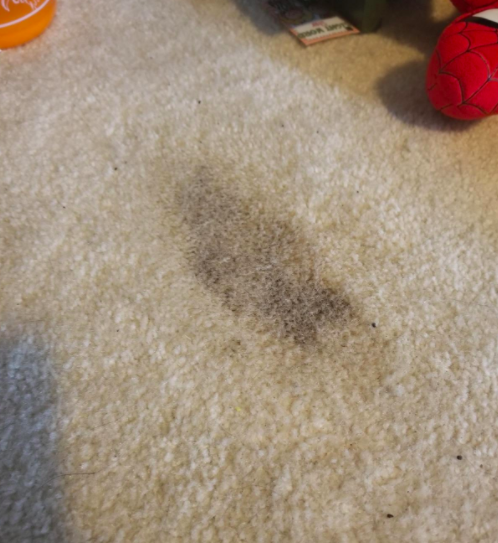 A reviewer's carpet stained dark from a urine accident