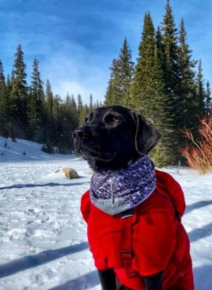 A dog wearing a neck scarf on a snowy hike, looking ready for adventure.