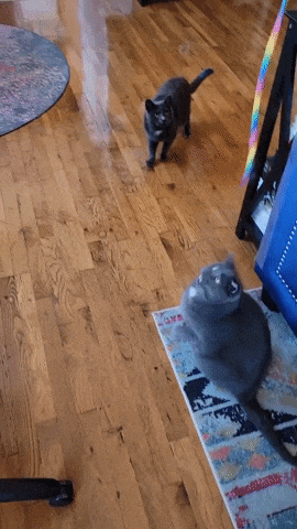 Two cats having fun with the rainbow string toy