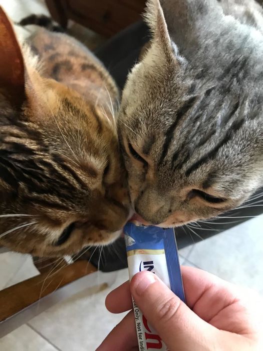 A reviewer's two cats sharing a tube of the treat