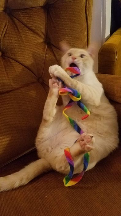 A reviewer's cat enjoying the rainbow string toy