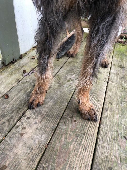 The same dog's paws now clean, dry, and free of dirt