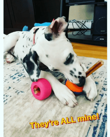 A gif of a reviewer’s dog using the bully stick holder