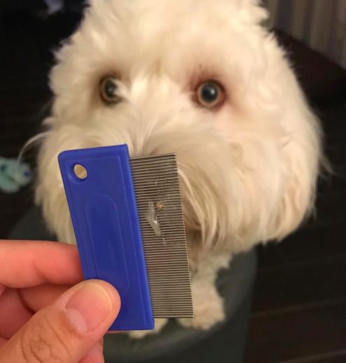 Reviewer holding the comb in front of their dog.