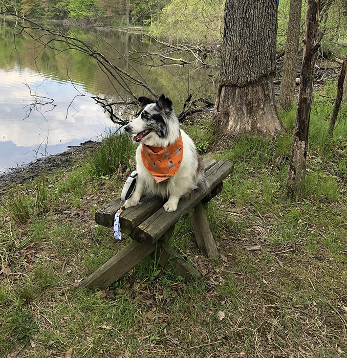 The reviewer's dog sporting a vibrant orange printed bandana