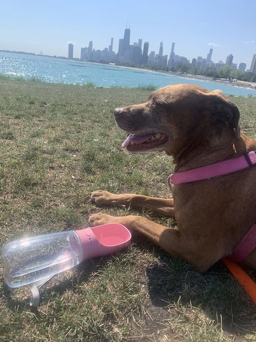 A reviewer’s photo of their dog with the bottle beside them.