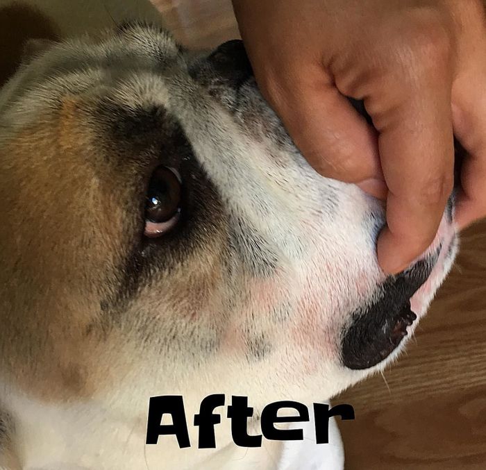 The same bulldog, now with noticeably less redness in its skin folds