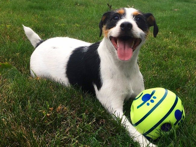 A very happy dog with white, brown, and black fur sitting on grass, with the ball in front of him