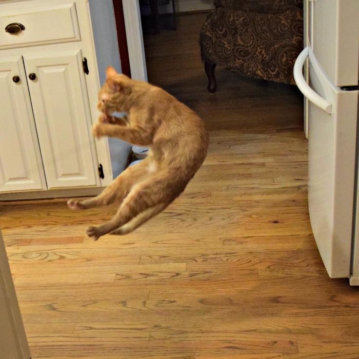 Reviewer photo of their orange cat energetically jumping while playing with the Cat Dancer toy.
