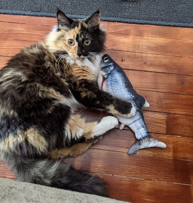 a reviewer's cat having fun with the fish