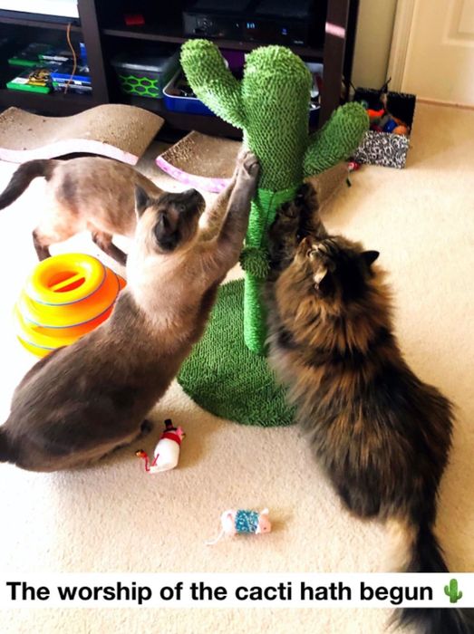 Several of a different reviewer’s cats scratching away at the cactus cat tree.