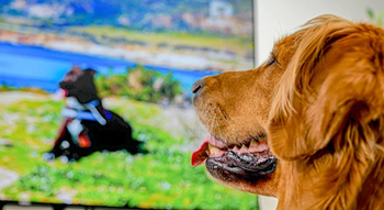 Another dog enjoying a TV show