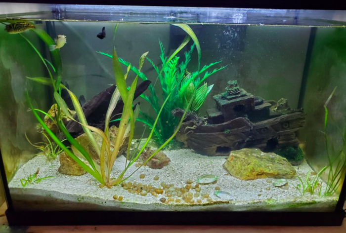 The same fish tank with crystal clear walls after using the cleaning magnet