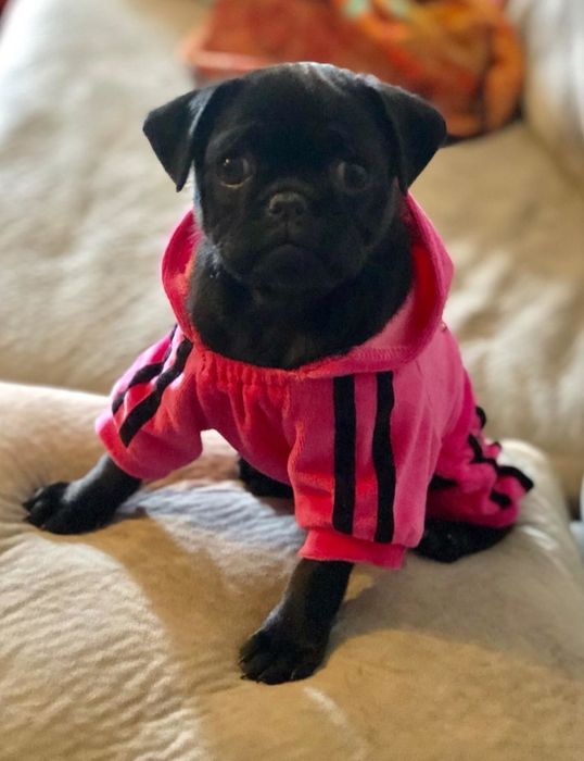a reviewer's black pug rocking the pink velvet tracksuit