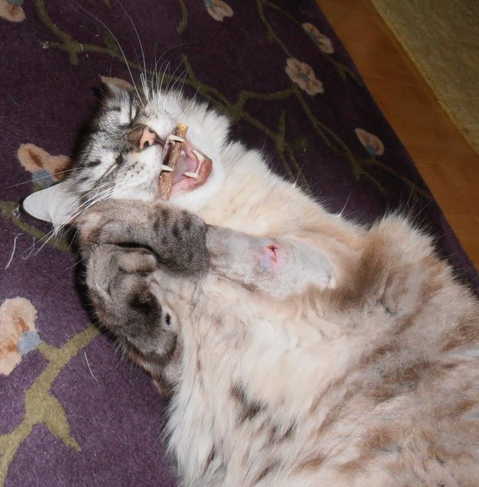 A reviewer's cat chewing on a matatabi stick