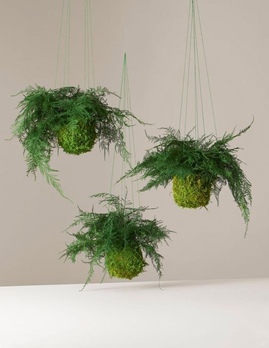 A moss ball with fern leaves radiating from the top, complete with hanging strings.