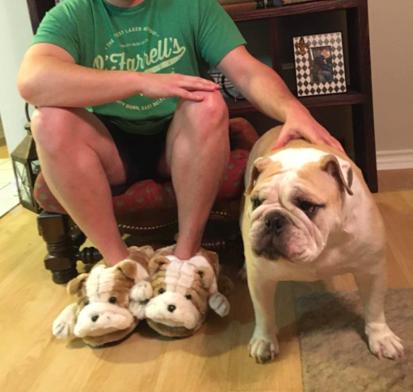A reviewer sporting incredibly realistic bulldog slippers next to a real bulldog
