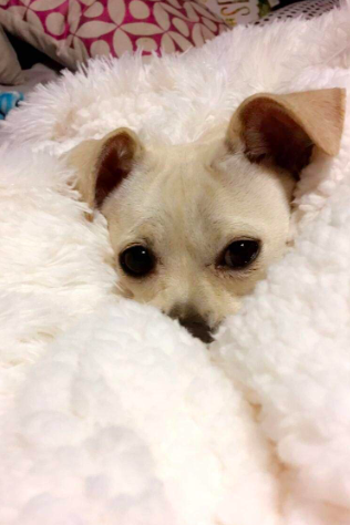 A dog snuggled up in the white version.