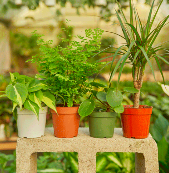 A selection of four diverse plants.