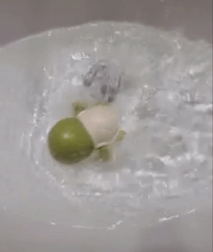 A GIF showing the wind-up turtle toy swimming across the tub