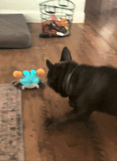 A dog engages with a toy on a wooden floor next to a pet bed and a basket filled with other toys.