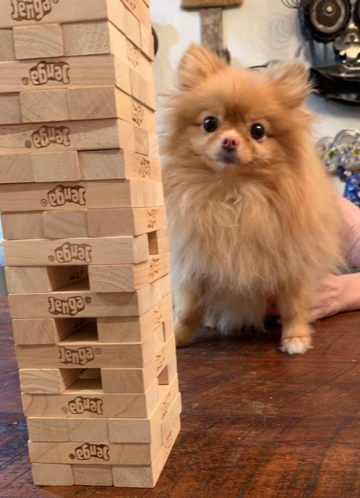 A reviewer's Jenga setup with a dog standing behind it