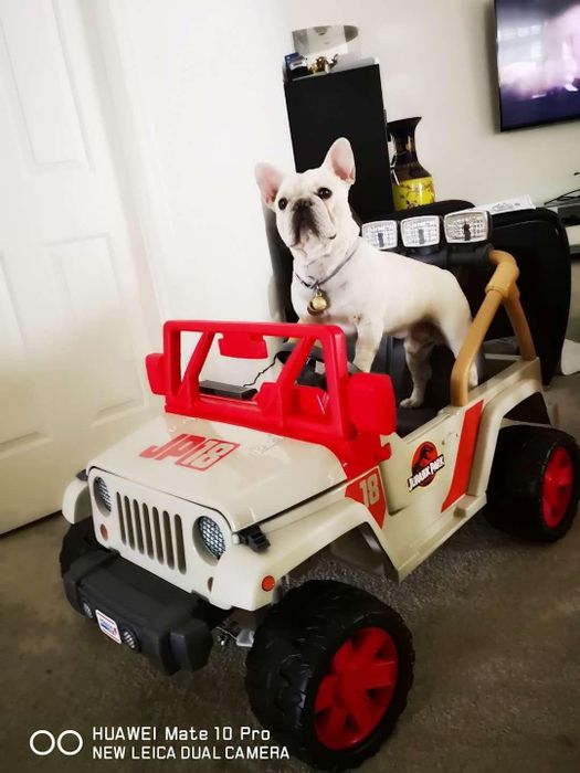 A reviewer's image of a small dog sitting in the Jurassic Park Jeep Wrangler