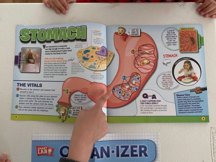 Image of a child's hand pointing to a page featuring the stomach
