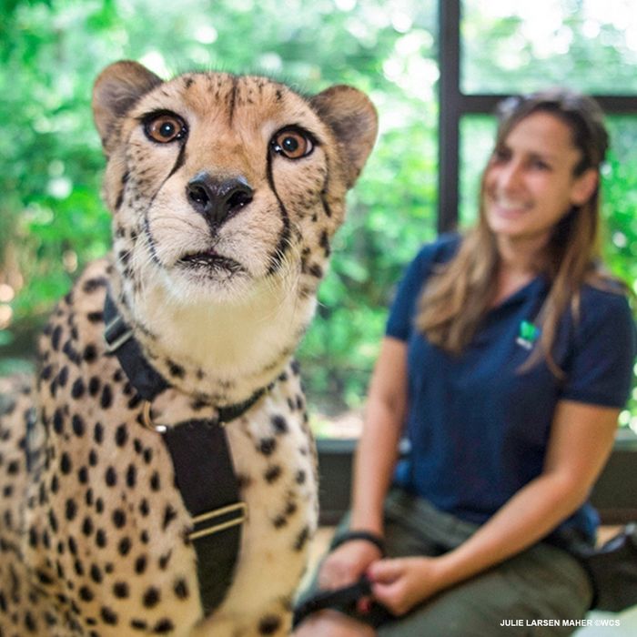 A close-up of a cheetah during a virtual encounter.