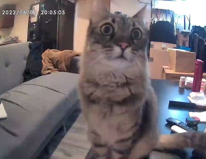 Image of a cat captured by the Furbo camera.
