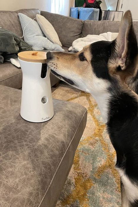 Reviewer’s dog sniffing the Furbo camera.