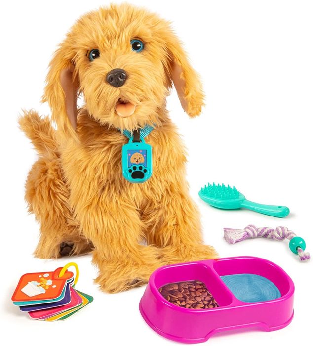 the labradoodle along with its accessories