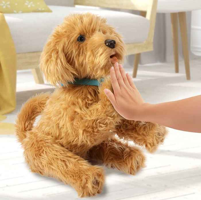 the labradoodle giving a high five to a child