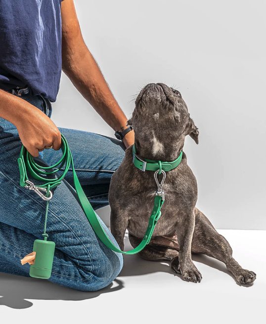 A French bulldog sporting a green collar, matching leash, and poop bag holder.