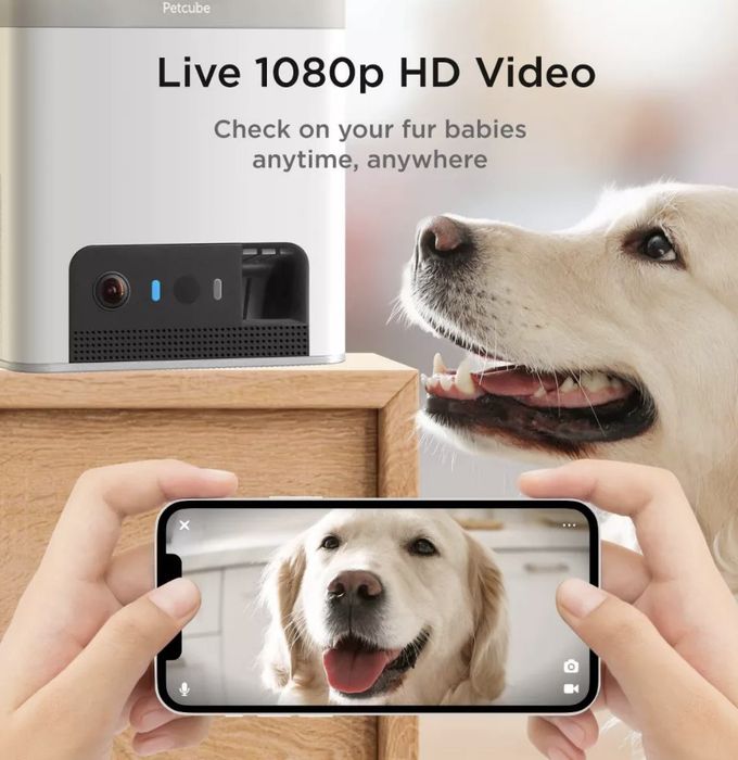 A dog looking at a pet camera, with its live video feed displayed on a smartphone, showcasing the 1080p HD video feature of the device.