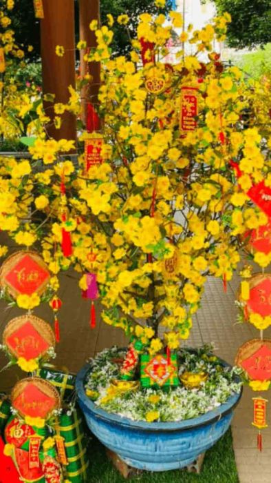 Hình nền hoa mai truyền thống dễ thương