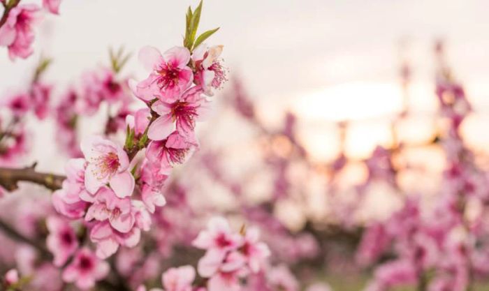 Ảnh hoa mai và hoa đào cho máy tính dễ thương