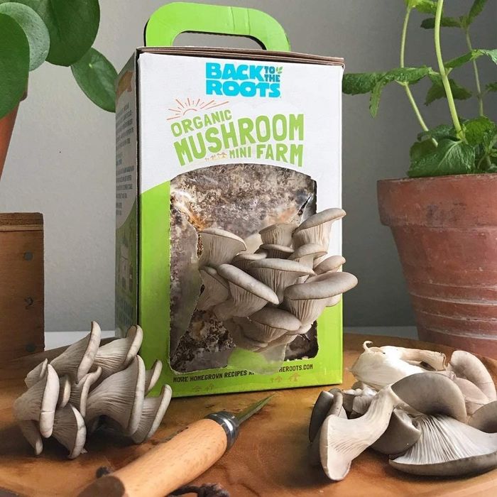 Mushrooms sprouting from the mini farm kit