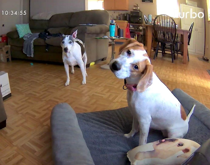 Two dogs lounging in a living room, one sitting on a pet bed, the other standing beside a pillow with a dog’s face on it.