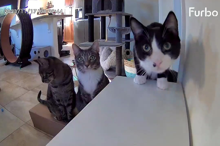 Three curious domestic cats gazing at the camera, surrounded by a cat tower and a cardboard box.