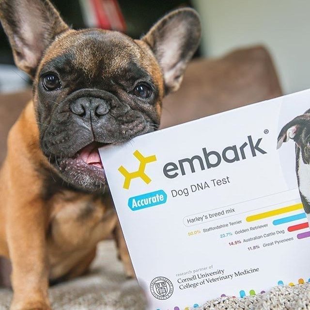 A dog chewing on the packaging of the Embark dog DNA test kit.