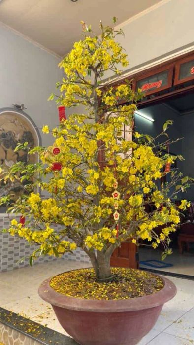 Hình nền hoa mai theo phong cách truyền thống