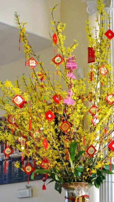 Hình nền hoa mai truyền thống dễ thương