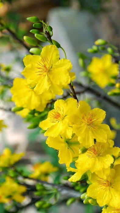 Hình nền hoa mai theo phong cách hiện đại